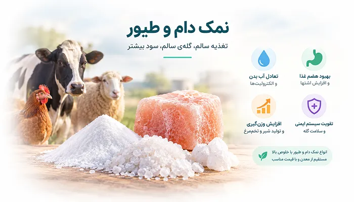 نمک دام و طیور چیست و چرا خرید آن برای فارم ضروری است؟
